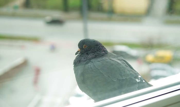 prevent-birds-from-hitting-windows
