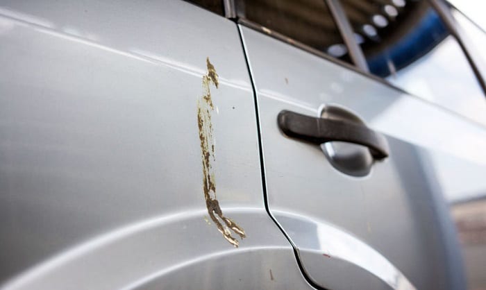 prevent-birds-from-pooping-on-car