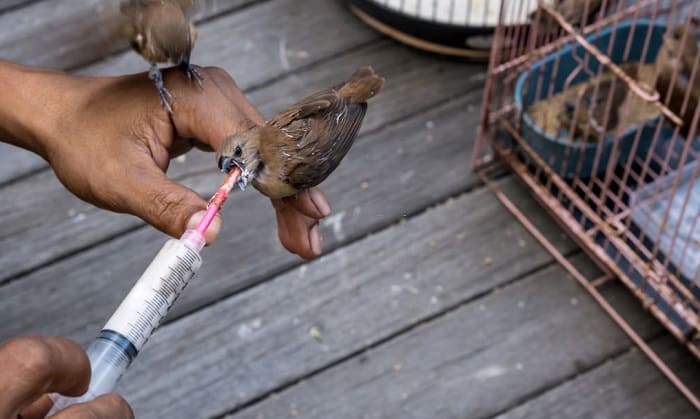 rescue-a-baby-bird