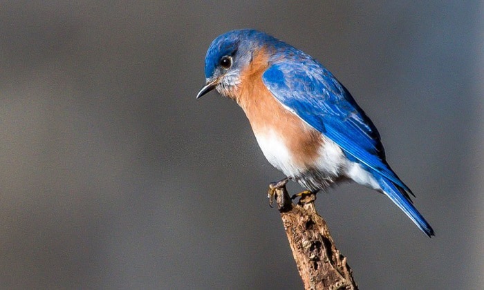 seeing-a-blue-bird-meaning