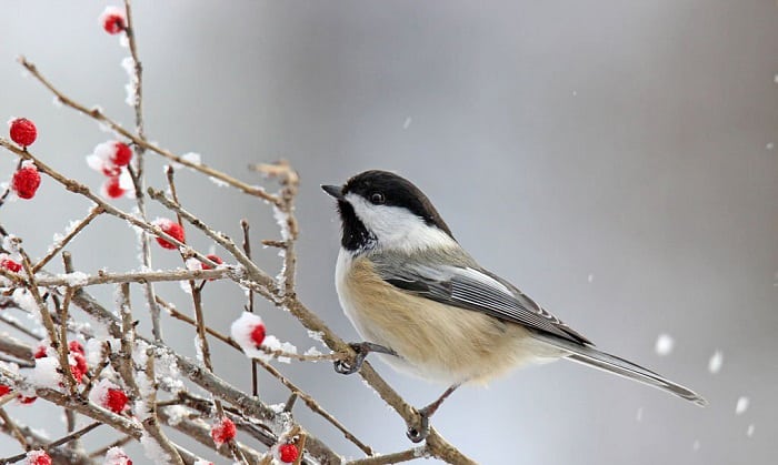 sparrows-eat-in-the-winter