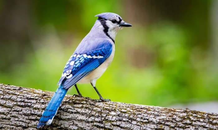 blue jay bird flying