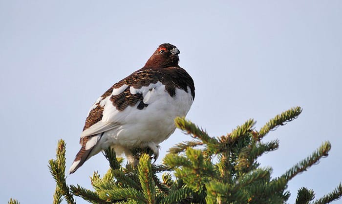 state-bird-of-alaska