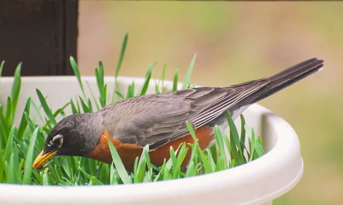 stop-birds-from-eating-grass-seed