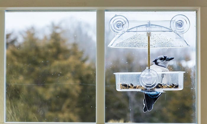 stop-birds-from-hitting-windows
