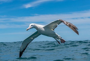 the-biggest-flying-bird-in-the-world