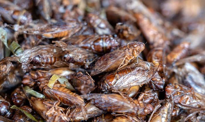 what-animals-eat-cicadas