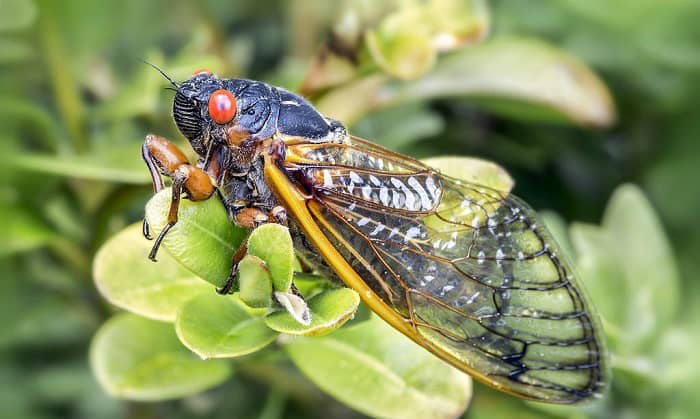 what-birds-eat-cicadas