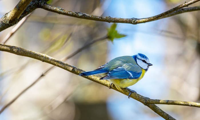 what-colors-can-birds-see