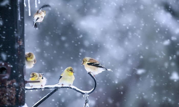 what do birds eat in the winter