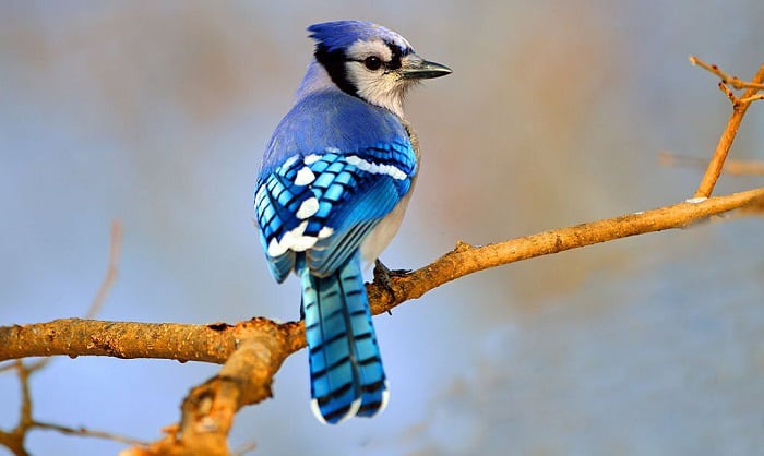 what does it mean when you see a blue jay