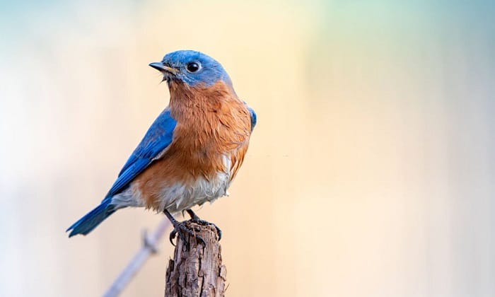 what does it mean when you see a bluebird