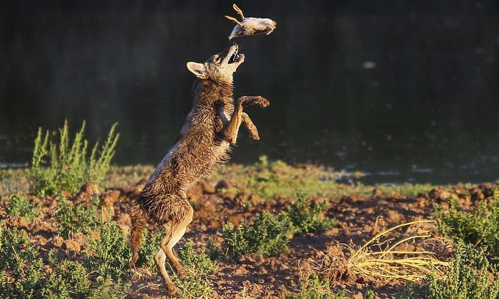 What Eats Birds? - List of 20 Avian Predators What Eats Birds? - List of 20 Avian Predators