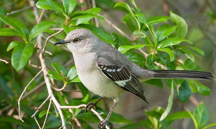 what is the state bird of arkansas