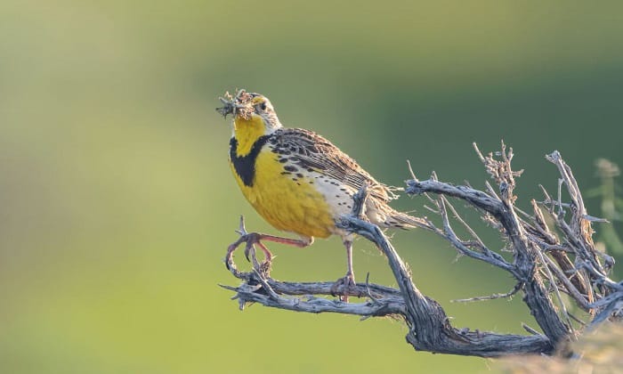 what is the state bird of kansas