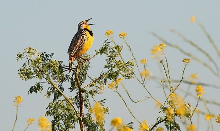 what is the state bird of wyoming