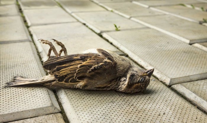 Common Household Items That Are Highly Toxic to Birds