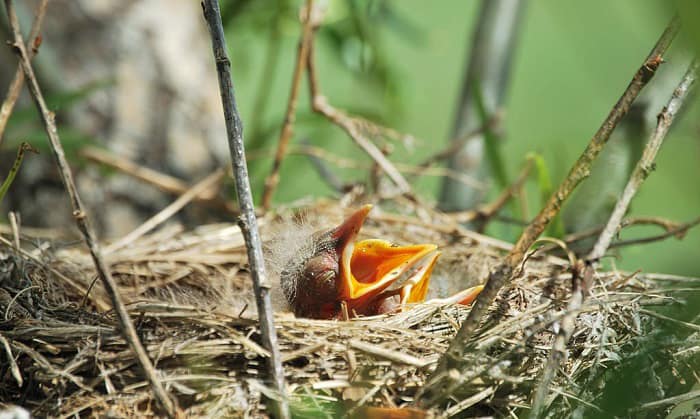what to do when you find a baby bird