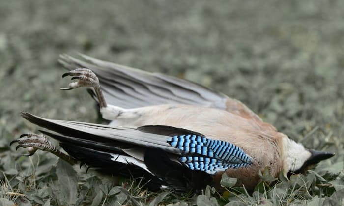 where do birds go to die