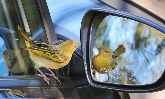 why do birds poop on cars