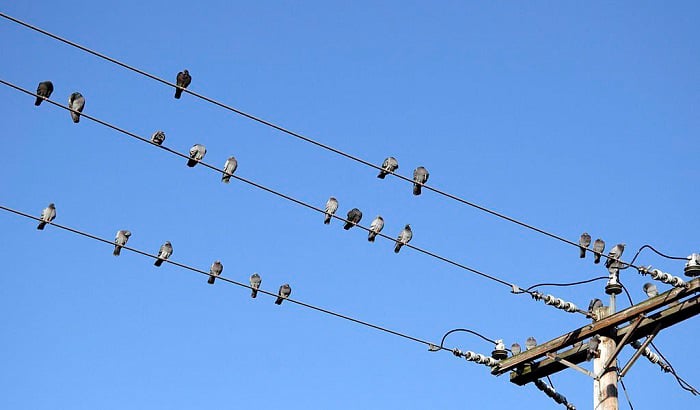 why do birds sit on power lines