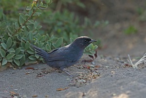 amazing-flightless-birds