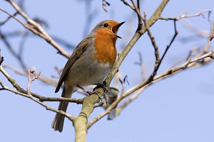 are-birds-a-sign-of-death