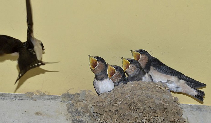 baby-bird-food