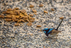 baby-birds-eat-after-hatching