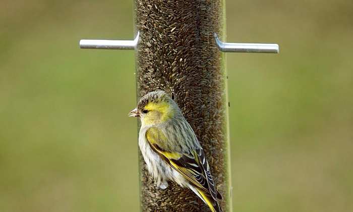 best-bird-feeders-for-finches