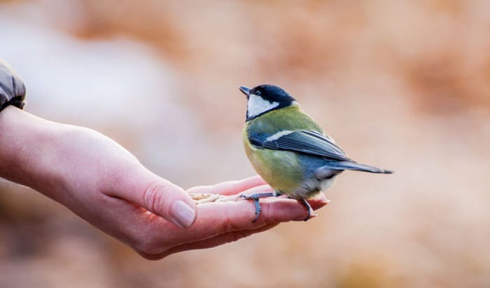 bird-symbol-meaning