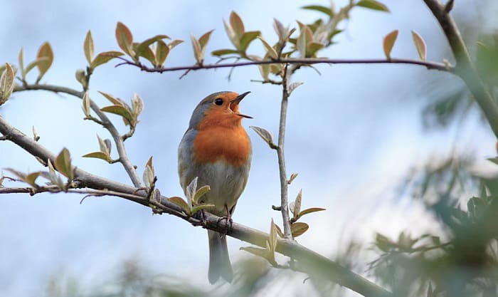 birds-chirp-early-in-the-morning