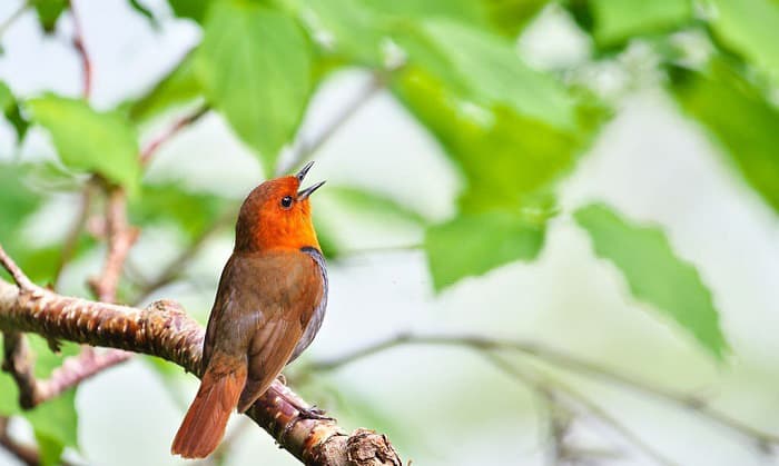 birds-sing-in-the-morning