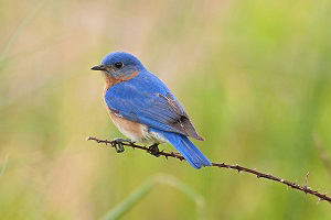 birds-that-lay-blue-eggs