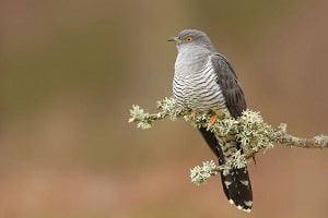 birds-that-represent-death