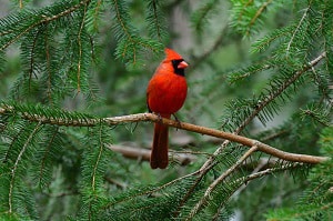 black-bird-symbol-of-death