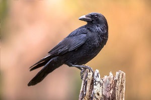 black-birds-meaning-death