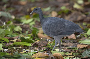 blue-colored-bird-eggs