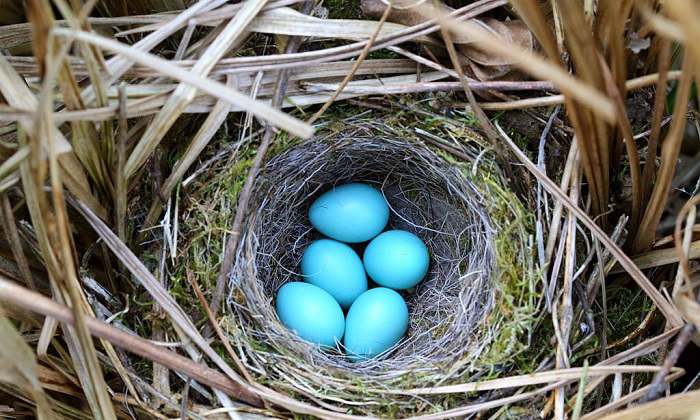 blue-eggs-bird