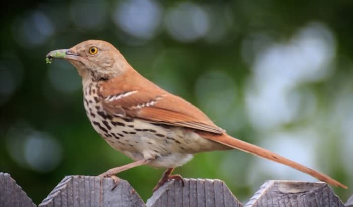 brown-thrasher-georgia