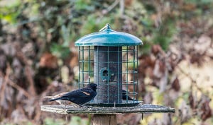 deter-blackbirds-from-feeders