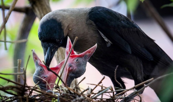 feed-a-baby-bird