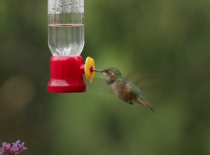 feed-a-fledgling-bird