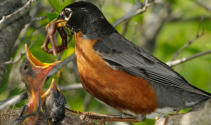 feed-a-nestling-bird