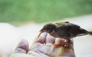 feed-an-injured-baby-bird