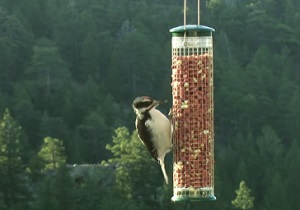 feed-baby-birds-that-fell-out-of-nest