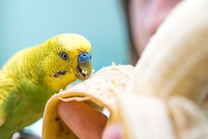 feed-wild-birds-from-your-kitchen