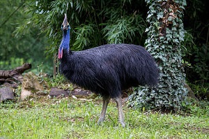 flightless-bird-with-longest-name