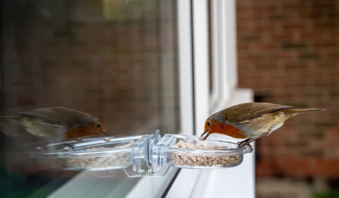 foods-can-birds-eat