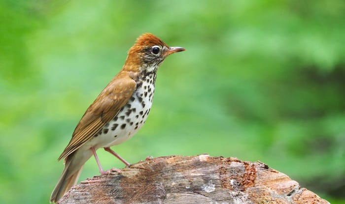 georgia-state-bird